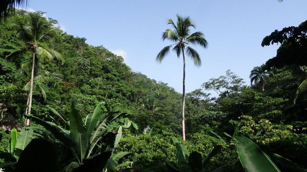 Dominican Tree House Village Santa Barbara De Samana Εξωτερικό φωτογραφία